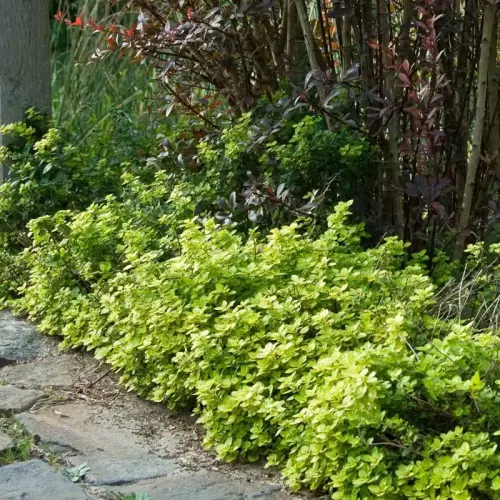 Heidegünsel, gelblaubig