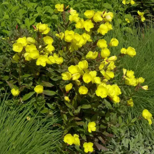 Nachtkerze, zitronengelb