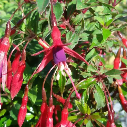 Freiland-Fuchsie, rot