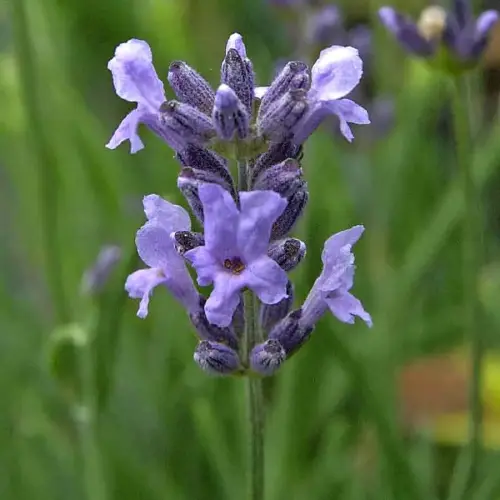 Lavendel, niedrig