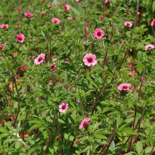 Fingerkraut, karminrosa