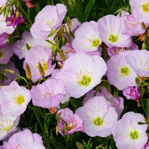 Nachtkerze, hellrosa