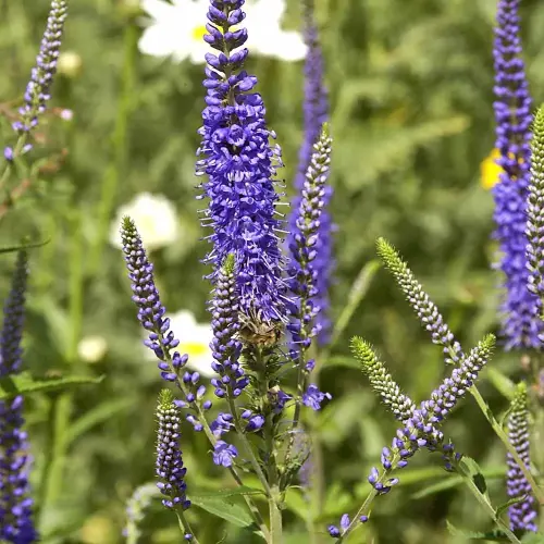 Ehrenpreis, hoch, blau