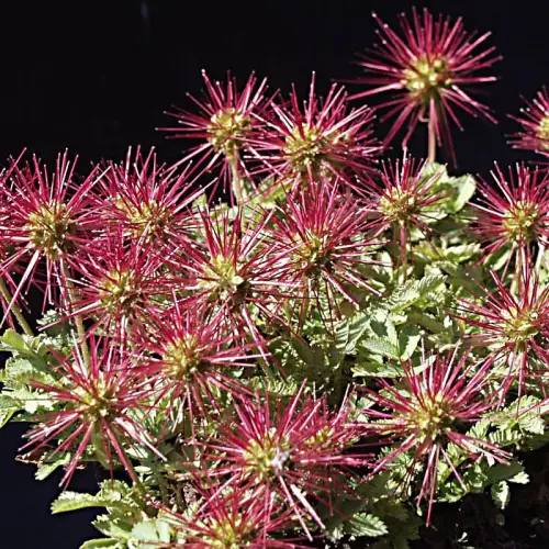 Stachelnüsschen, rot