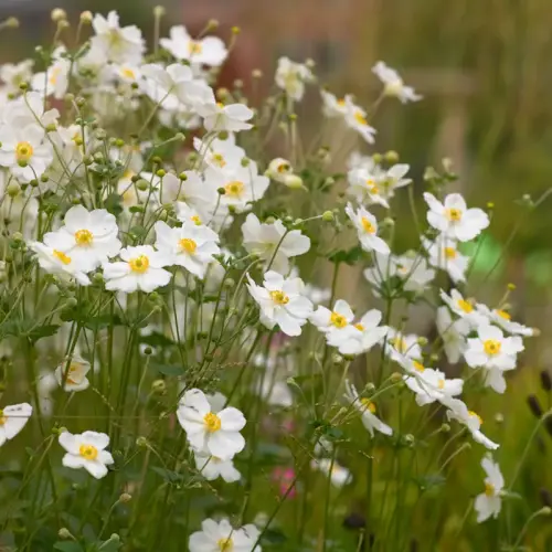 Herbst-Anemone, weiß