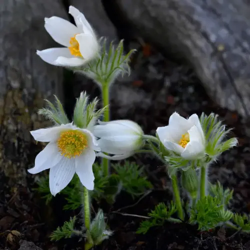 Küchenschelle, weiß