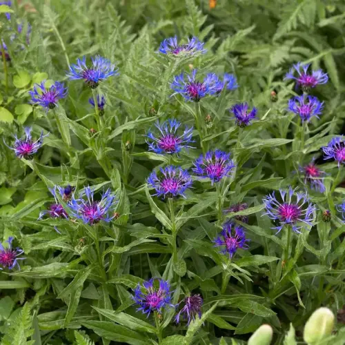 Berg-Flockenblume, blau