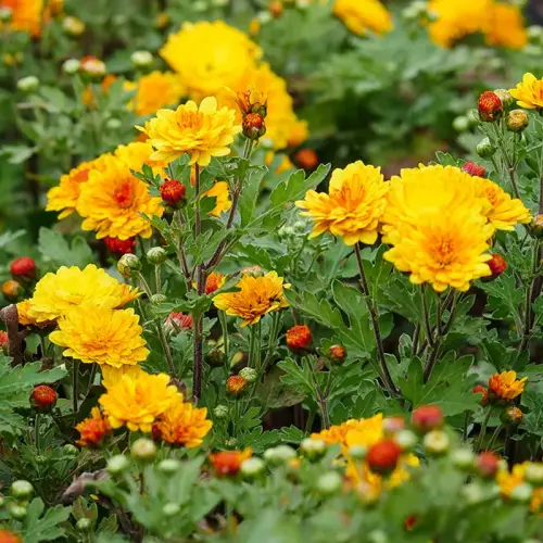 Winteraster, goldgelb