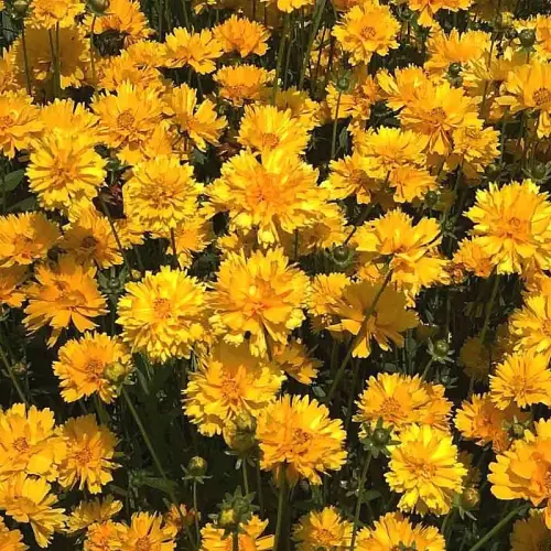 Mädchenauge, goldgelb, gefüllt