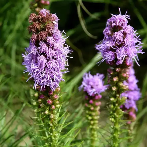 Prachtscharte, violett