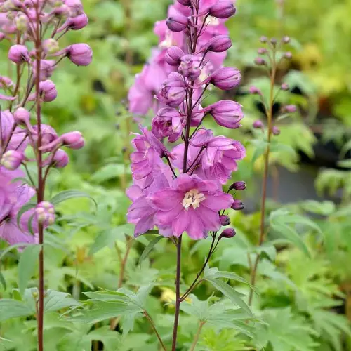 Rittersporn, hellrosa