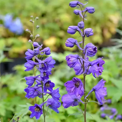 Rittersporn, violett