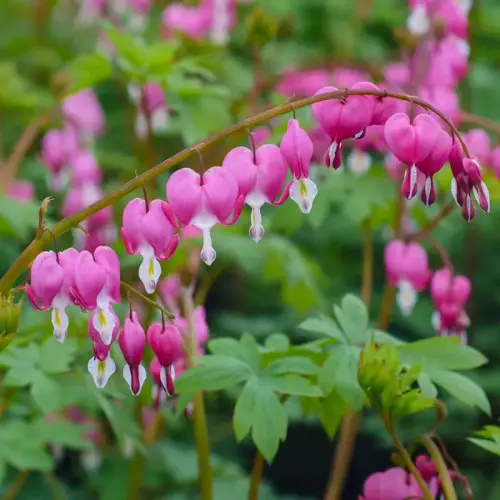 Tränendes Herz, rosa