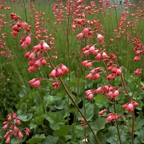 Purpurglöckchen rot