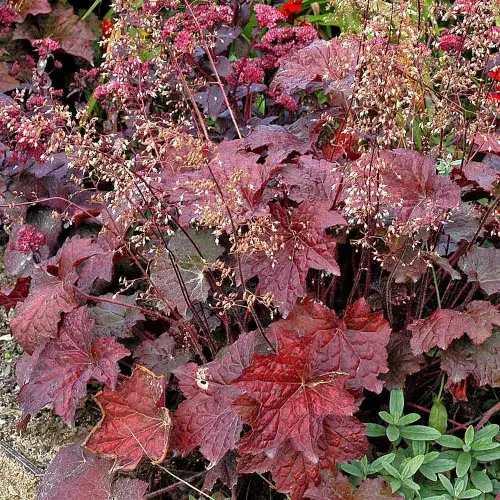 Purpurglöckchen, weiß