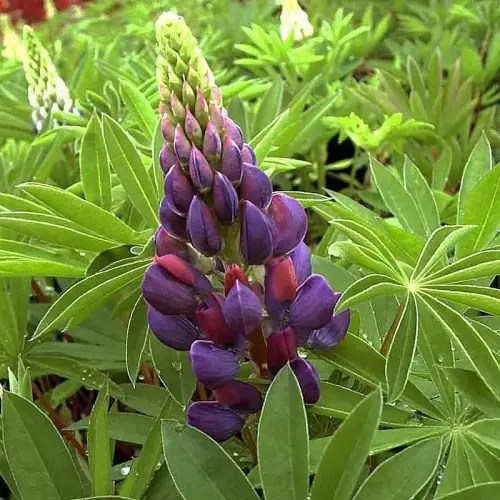 Lupine, blau