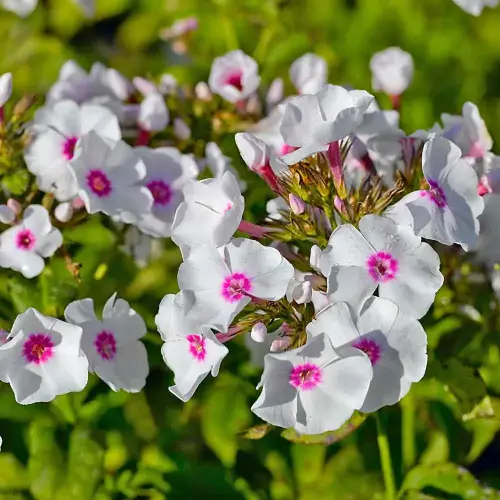 Flammenblume, weiß-rosa