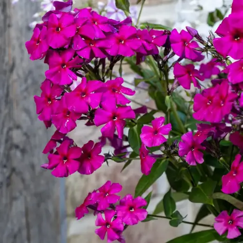 Flammenblume, dunkelrot