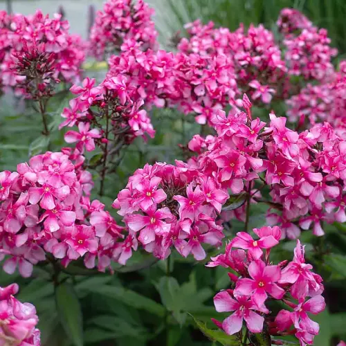 Flammenblume, hellrosa