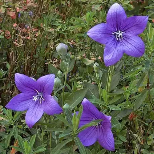 Ballonblume, dunkelblau