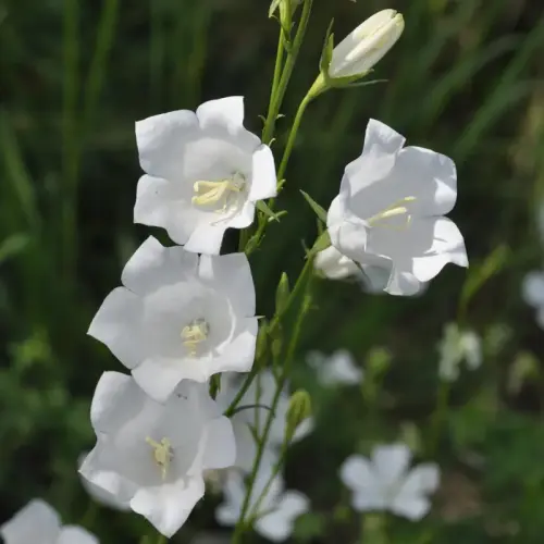 Pfirsich-Glockenblume weiß