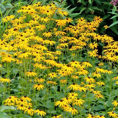 Sonnenhut, gelb-schwarz