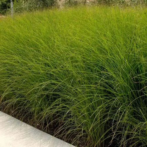 Feinblatt-Chinaschilf