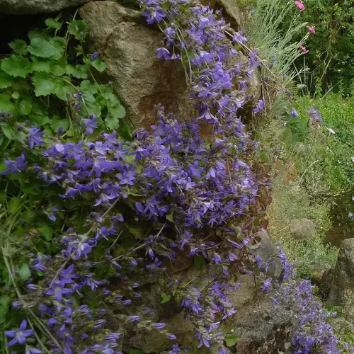 Stern-Polster-Glockenblume