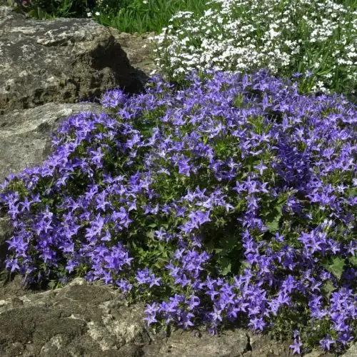 Sternpolster-Glockenblume