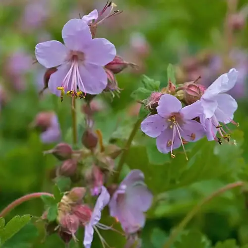 Felsen-Storchschnabel, dunkelrosa