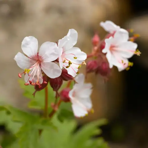 Felsen-Storchschnabel, hellrosa