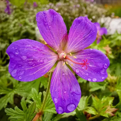 Himalaya-Storchschnabel