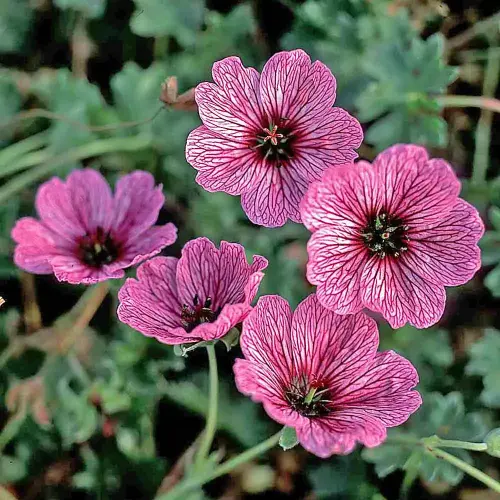 Grauer Storchschnabel