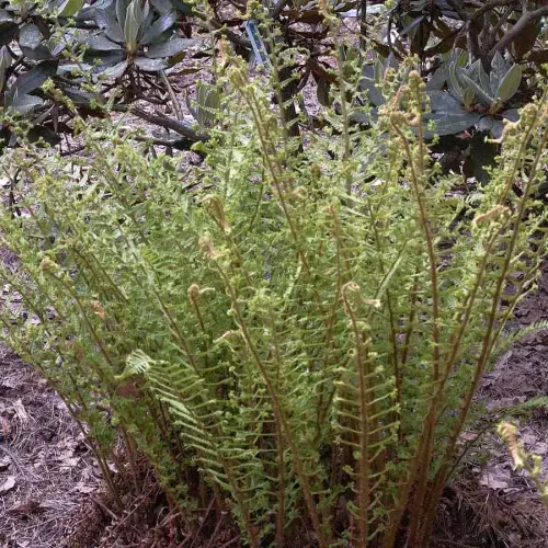 Königs-Goldschuppen-Farn