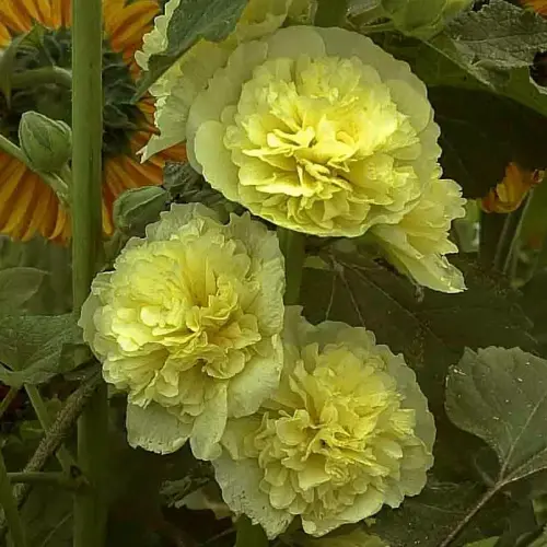 Stockrose, gefüllt, gelb