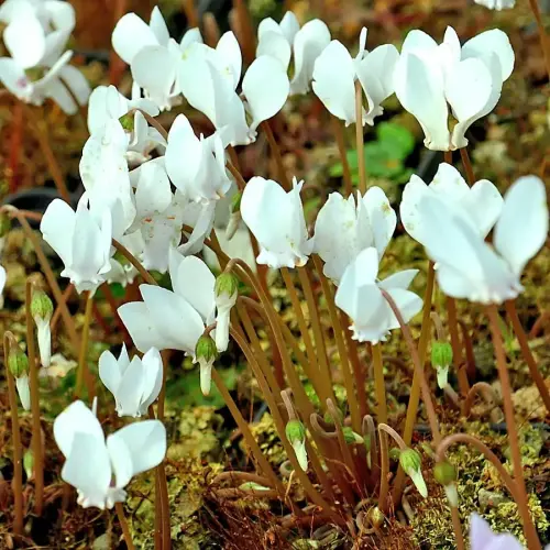 Mini-Alpenveilchen, weiß