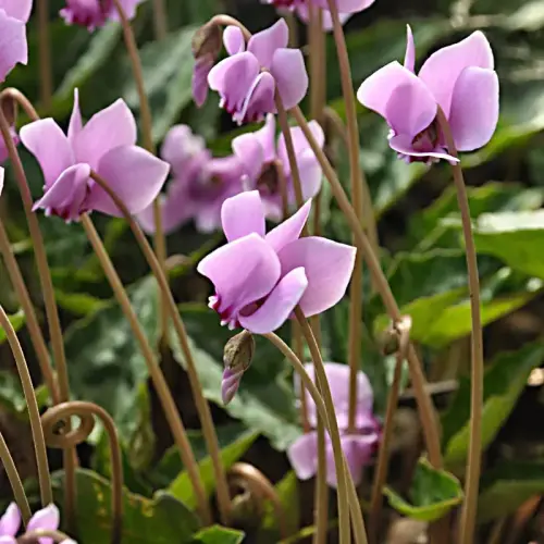 Mini-Alpenveilchen, rosa