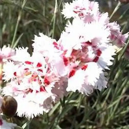 Feder-Nelke, weiß-rot
