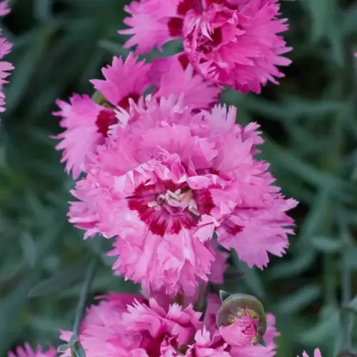 Feder-Nelke, dunkelrosa