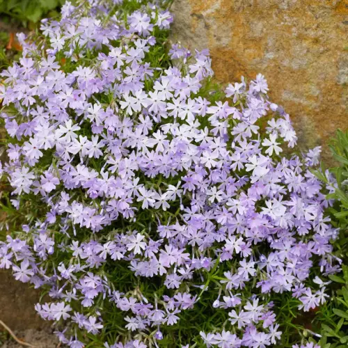 Teppich-Phlox, schieferblau