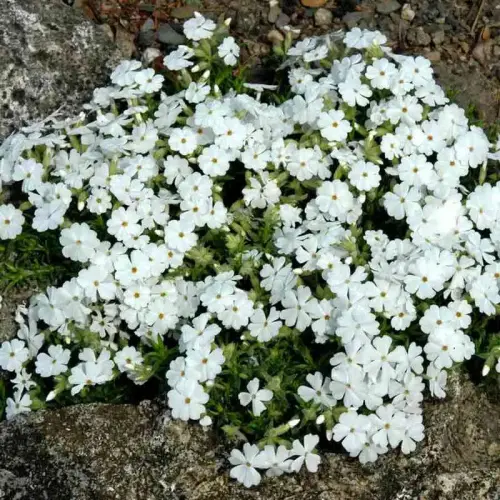 Teppich-Phlox weiß