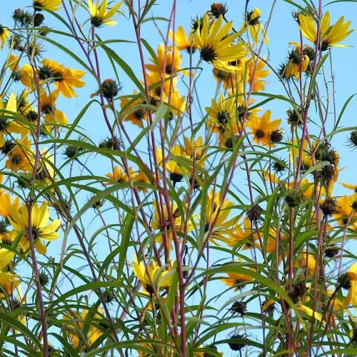 Weidenblättrige Sonnenblume