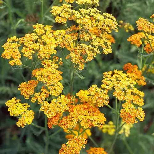 Schafgarbe, gelborange