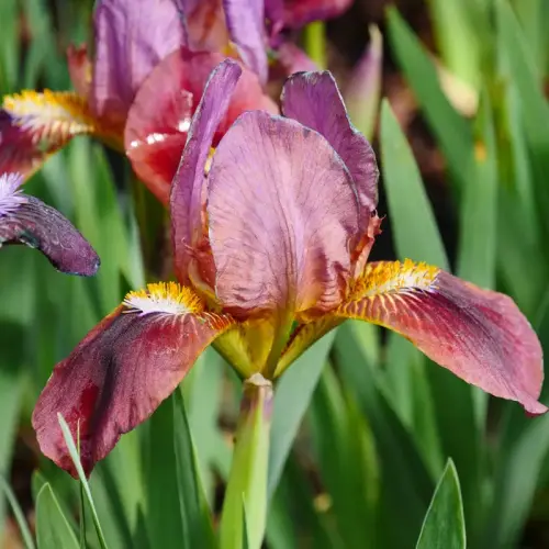 Zwerg-Schwertlilie, weinrot