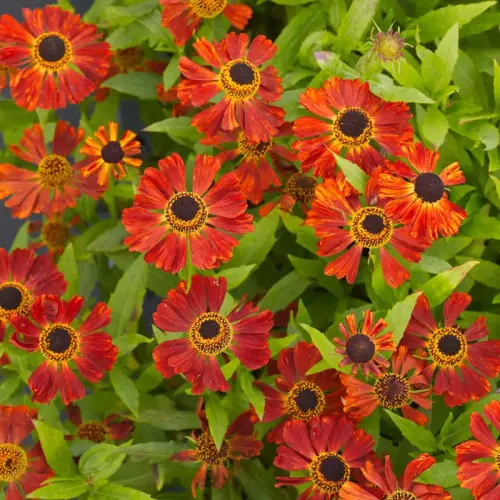 Sonnenbraut, kupferrot