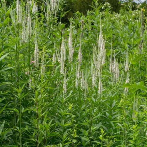 Kandelaber-Ehrenpreis, weiß