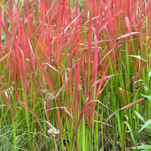 Japanisches Blutgras