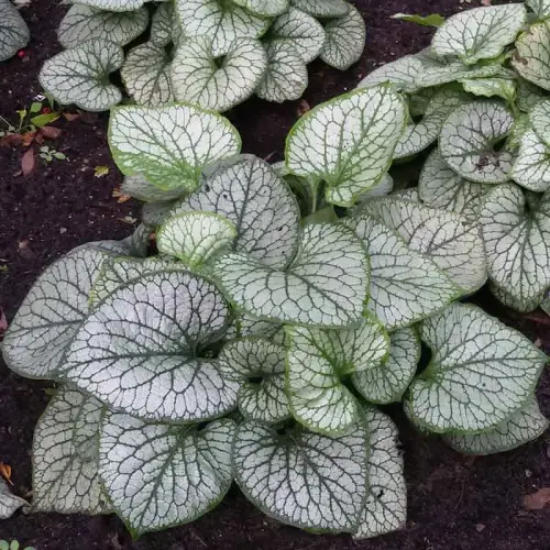 Kaukasus-Vergissmeinnicht, silberlaubig