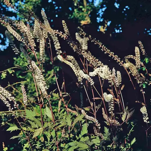 Silberkerze, rotlaubig