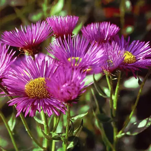 Feinstrahlaster, blauviolett